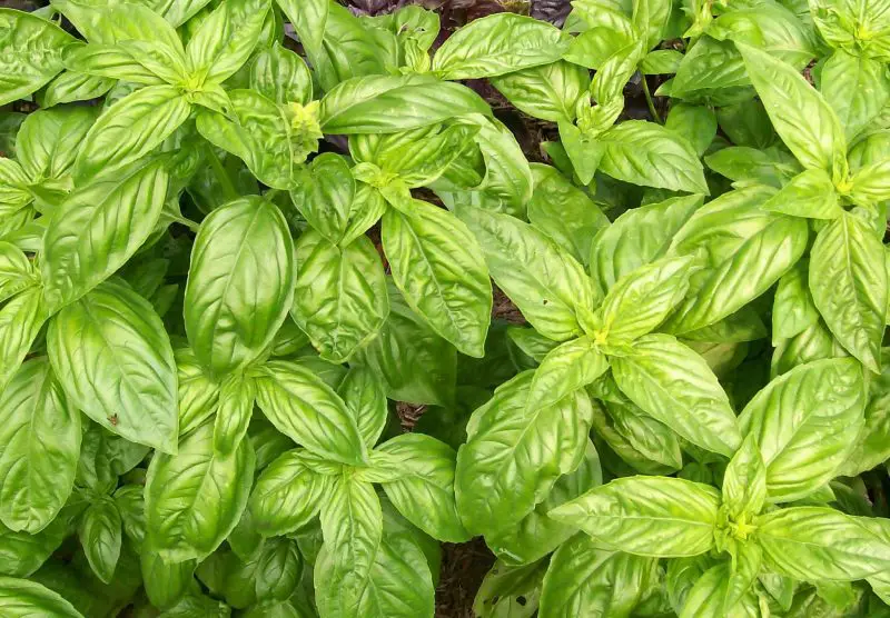 Types of Basil Plants