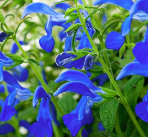 Flowers that Start with G