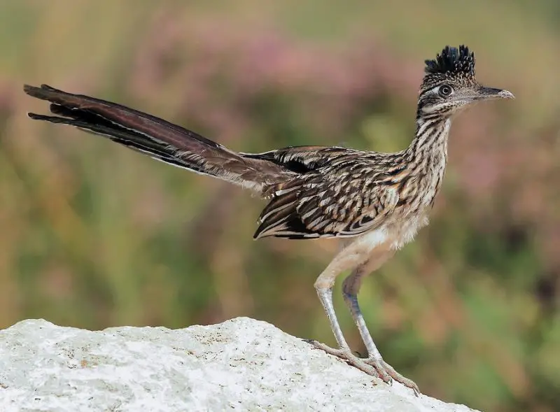 Greater Roadrunners in Nevada