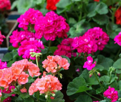 Flowers that Start with G