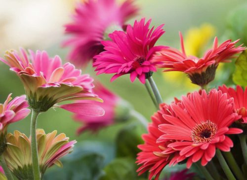 Flowers that Start with G