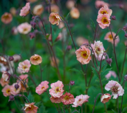 Flowers that Start with G