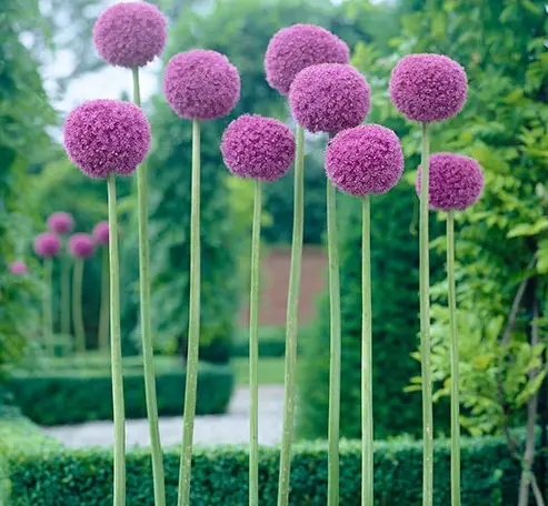 Flowers that Start with G