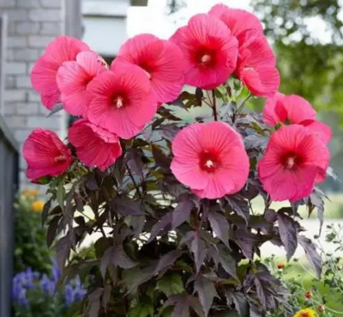 Flowers that Start with G