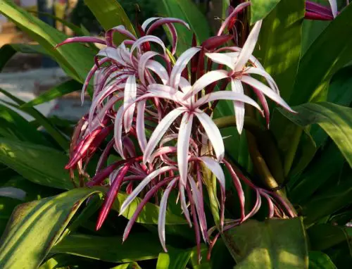 Flowers that Start with G