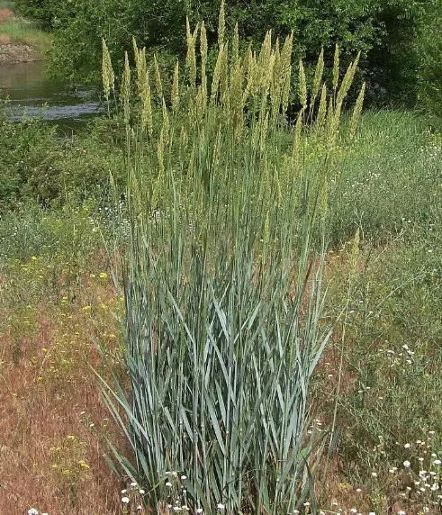 California Native Grasses
