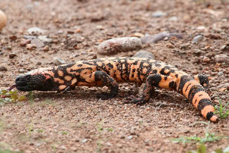gila-monster-heloderma-suspectum-800x533-1 Venomous Lizards in Utah