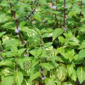 41 Types of Mint Plants (With Pictures)