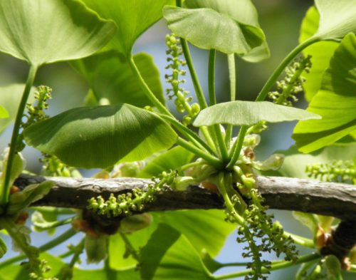 Flowers that Start with G