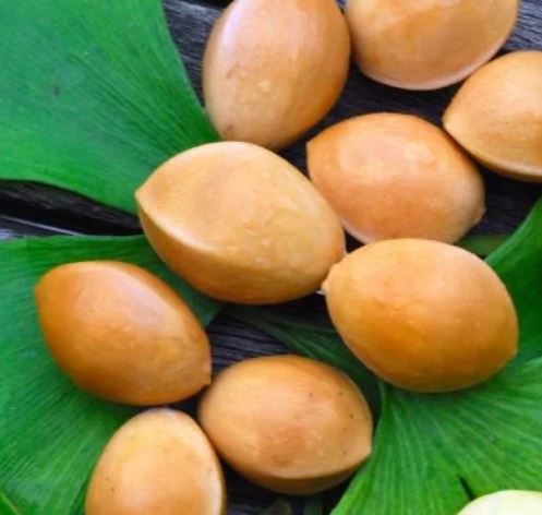 Seeds that Look Like a Brain