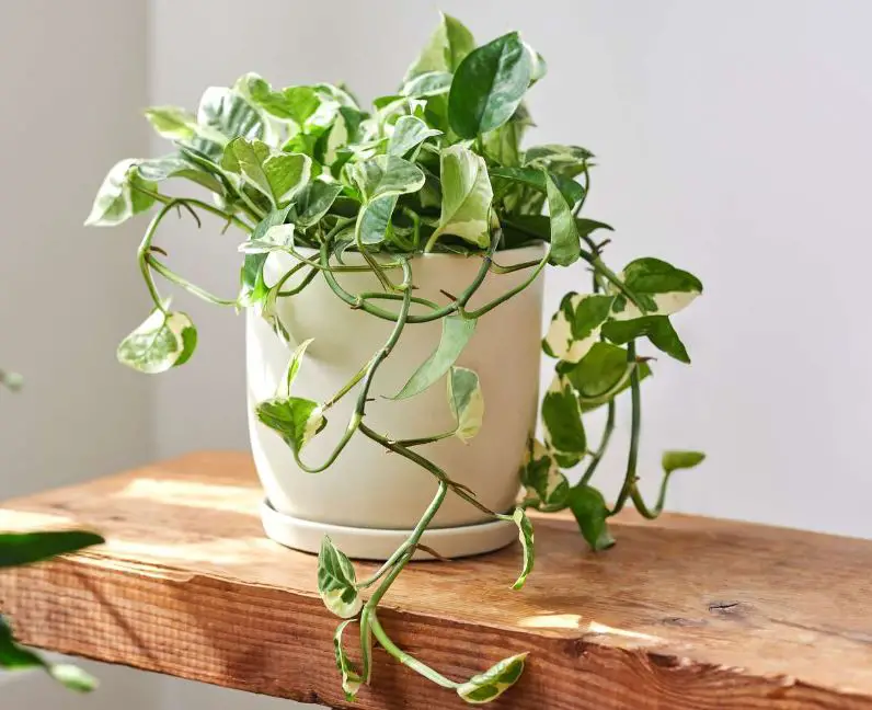 Types of Pothos