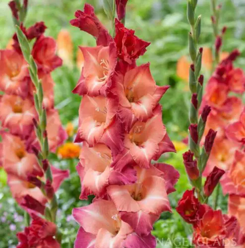 Flowers that Start with G