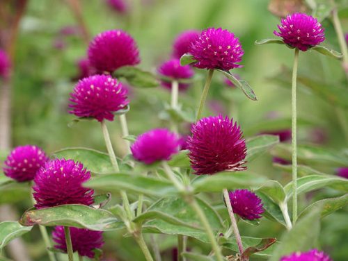 Flowers that Start with G