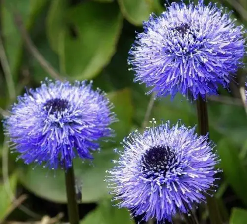 Flowers that Start with G