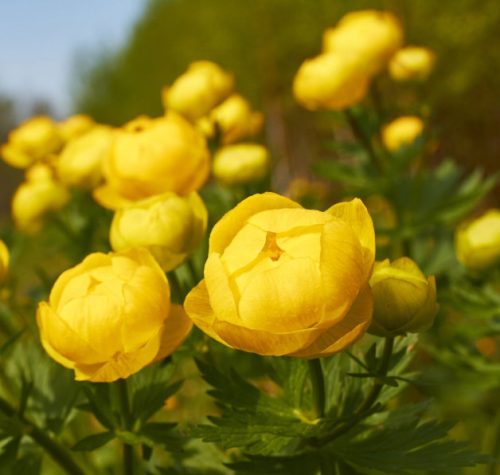 Flowers that Start with G