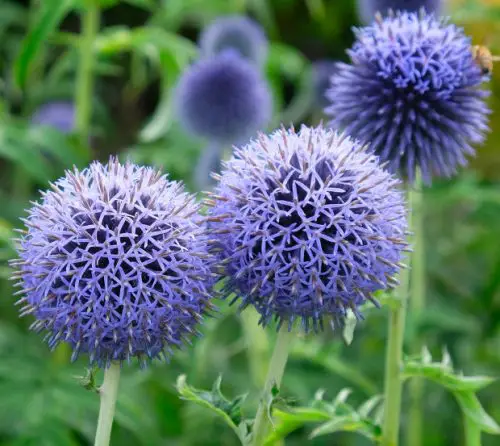 Flowers that Start with G