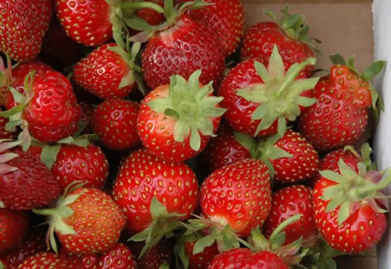 Types of Strawberry Plants