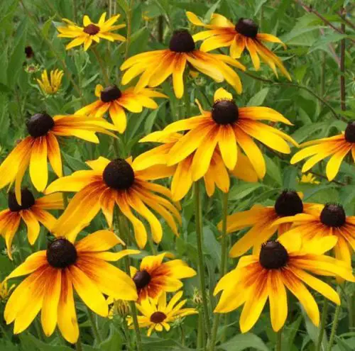 Flowers that Start with G