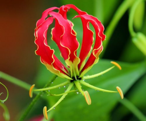 Flowers that Start with G