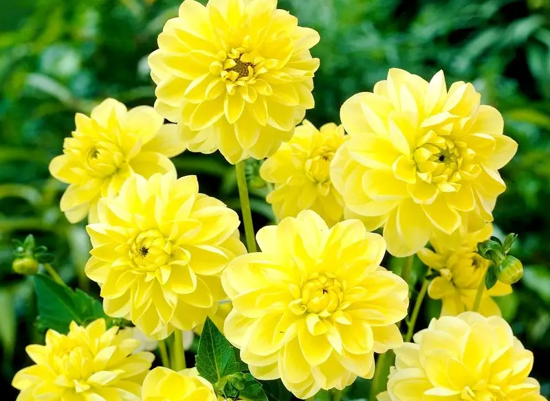 Yellow Dahlia