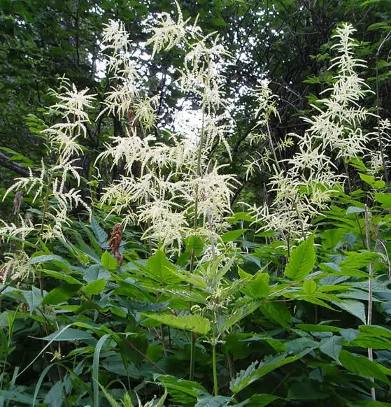 Flowers that Start with G