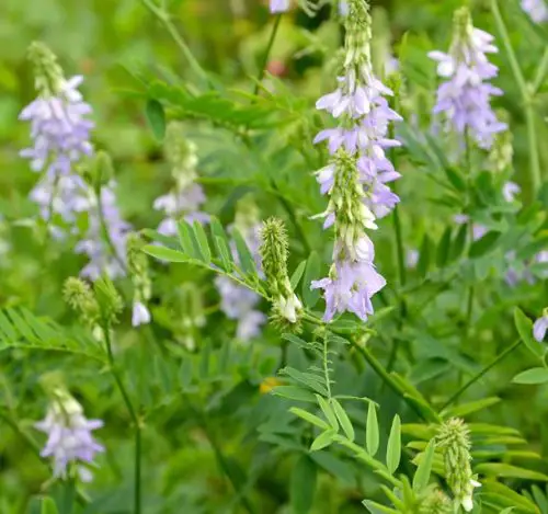 Flowers that Start with G