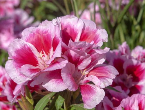 Flowers that Start with G