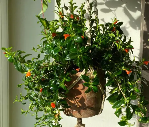 Pet Safe House Plants