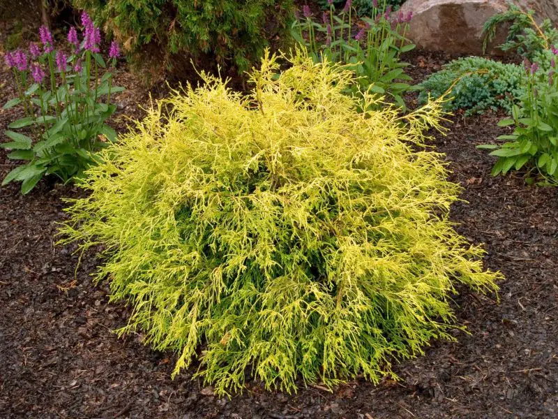 shrubs with yellow flowers