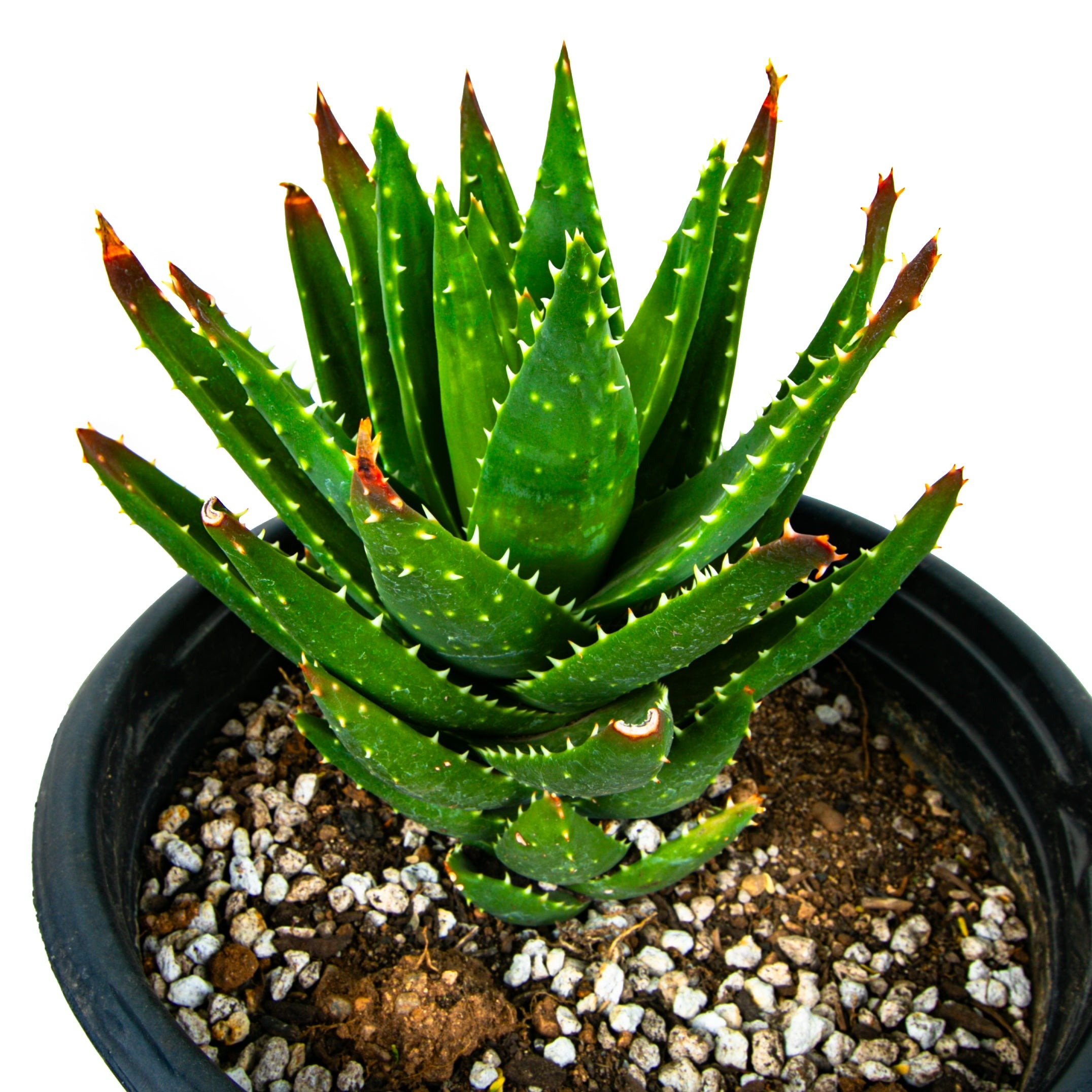 gold-tooth-aloe-aloe-nobilis Types of Aloe Plants