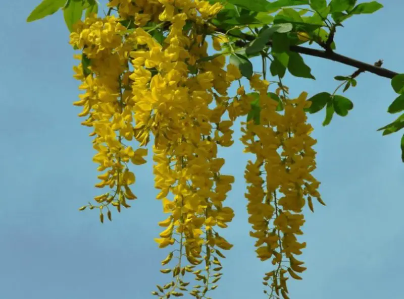 Flowers That Bloom in Spring