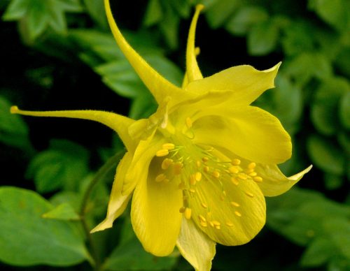 Flowers that Start with G