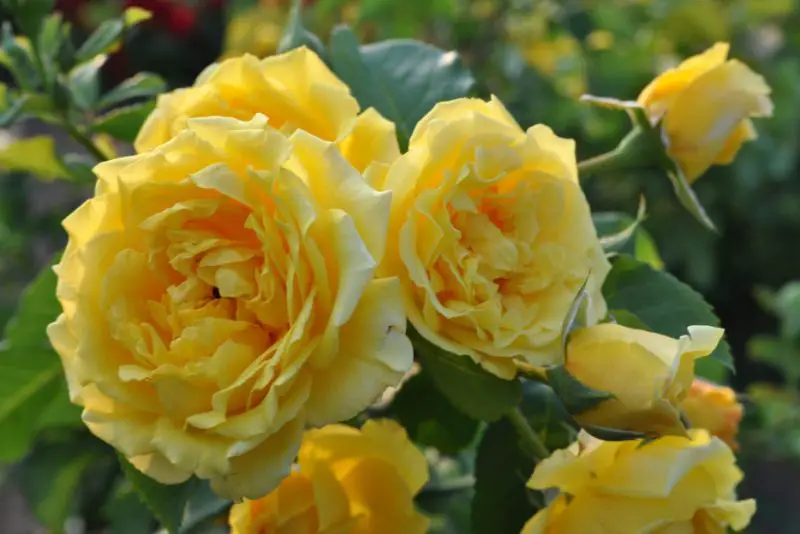 Flowers That Smell Good