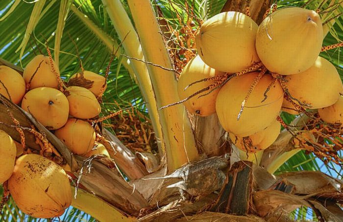 Types of Coconuts