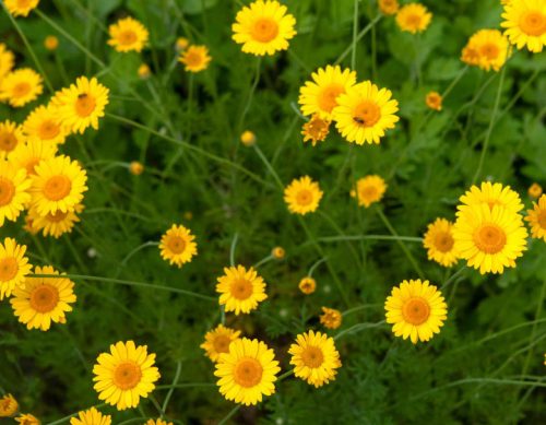 Flowers that Start with G