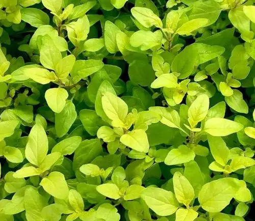 15 Types of Oregano Plants (With Pictures)