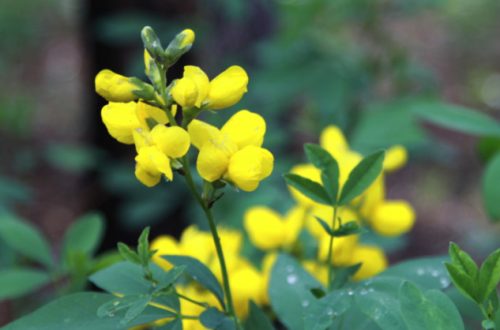 Flowers that Start with G