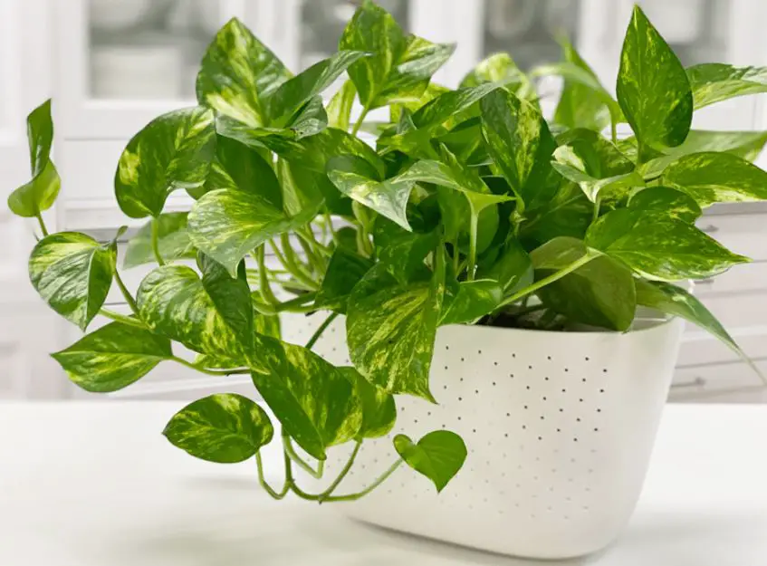 Types of Pothos