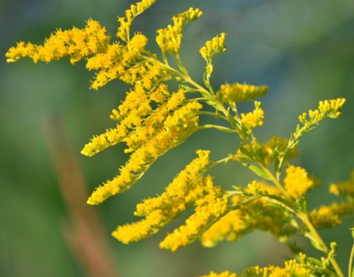 Flowers that Start with G