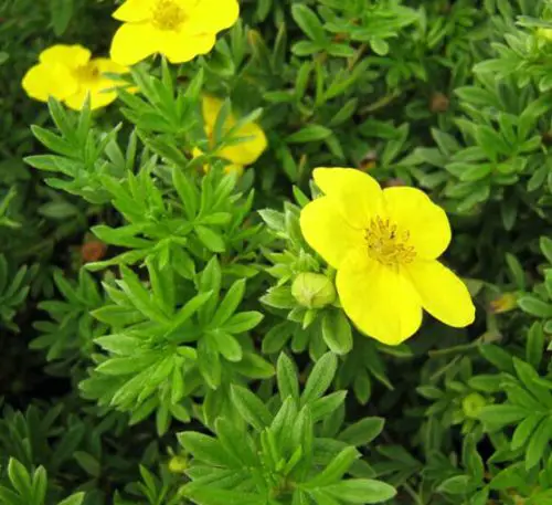 Flowers that Start with G