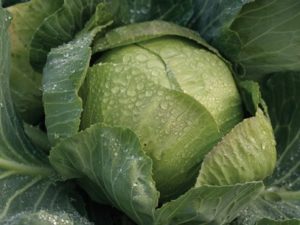 25 Types of Cabbages (With Pictures)