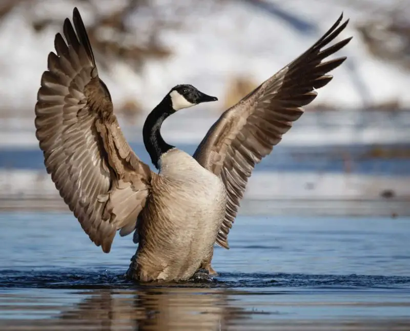 25 Fascinating Characteristics of Geese