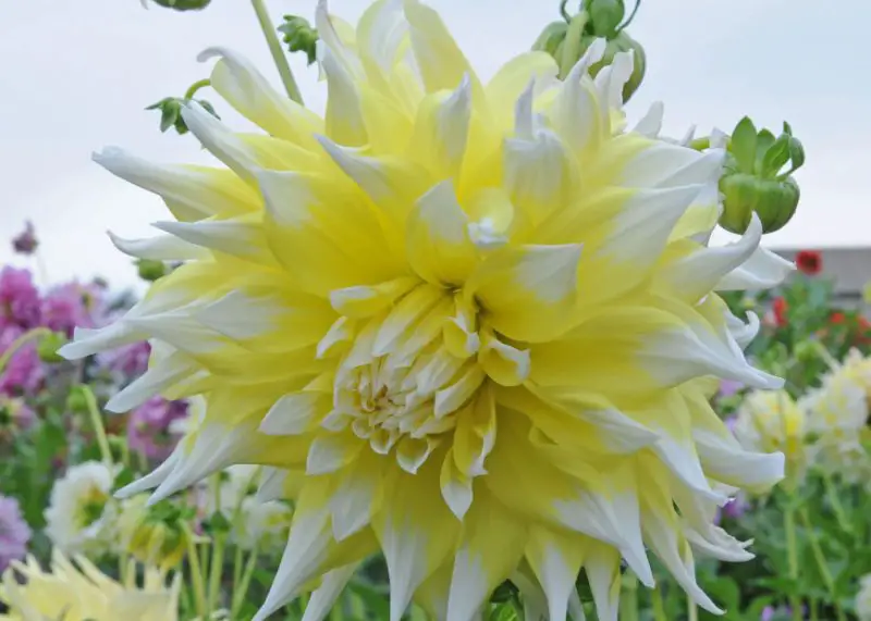 Yellow Dahlia