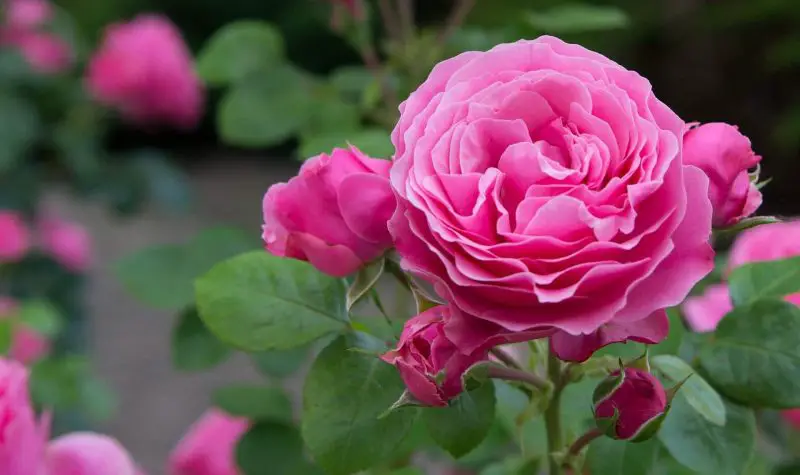 Types of Rose Plants