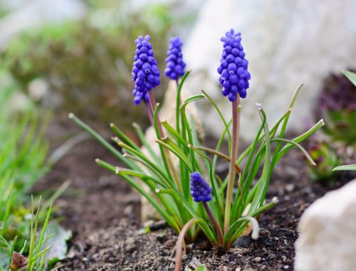 Flowers that Start with G