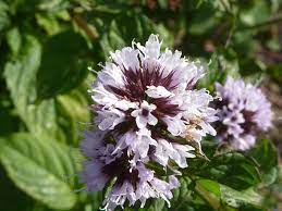 41 Types of Mint Plants (With Pictures)