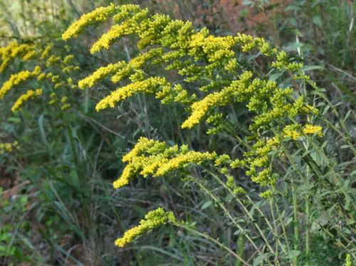 Flowers that Start with G