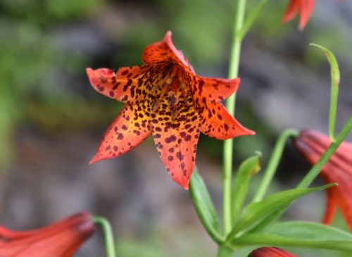 Flowers that Start with G