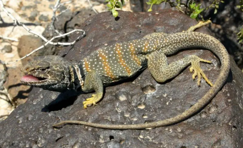 great-basin-collared-lizard-800x488-1 Venomous Lizards in Utah
