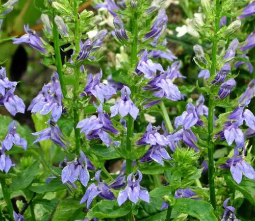 Flowers that Start with G